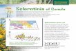 Sclerotinia of Canola - North Dakota State Librarylibrary.nd.gov/statedocs/NDSUExtensionService/pp141020090721.pdfSclerotinia of Canola Sam Markell, Extension Plant Pathologist, Department