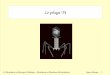 Le phage T4 · Bacteriophage T4 genome Microbiology and Molecular Biology reviews 2003 L3 Biochimie et Biologie Cellulaire – Biochimie et Machines Moléculaires James Sturgis 11