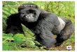 Mountain Gorilla · Federation, International Gorilla Conservation Program, and EcoAdapt (Eds), 2010. The Implications of Global Climate Change for Mountain Gorilla Conservation in