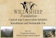 Central Asia Conservation Initiative Kazakhstan and ...€¦ · WSF Kazakhstan Update 5 subspecies of wild sheep in Kazakhstan Ø Altai argali, O. a. ammon - 10 Ø Karaganda argali,