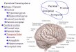 Cerebral hemisphere Parietal Frontal Central Occipital Postcentral …homepage.ntu.edu.tw/~anatomy/teacher/hsieh/ANOTOMY/Intro_NS.pdf · Lateral (cerebral) Parieto-occipital Cerebral