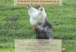 Common Avian Diseases in a Pastured Poultry Environment · 2017-07-19 · #1 cause of BY poultry mortality in California ... of successful diseases control in commercial poultry •