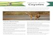 Coyotes - North Carolina Wildlife Resources Commission · 2017-05-01 · coyote frequently, you and your neighbors should take steps to prevent conflicts with it and other wildlife