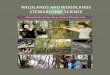 WILDLANDS AND WOODLANDS STEWARDSHIP …...A Vision for the New England Landscape Edward Faison, David Orwig, David Foster, Emily Silver, Brian Hall, Brian Donahue, and Audrey Barker-Plotkin