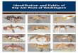 Identification and Habits of Key Ant Pests of …1 Identification and Habits of Key Ant Pests of Washington Ants (Hymenoptera: Formicidae) are an easily recognized group of social