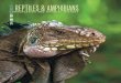 IRCF REPTILES & AMPHIBIANS › journal › wp-content › uploads › 2017 › 01 › R... · 68 IRCF ReptIles & AmphIbIAns • Vol 16, No 2 • JuN 2009 GeRmAno AnD DAGlIsh the WoRlD’s