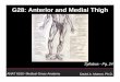 G28: Anterior and Medial Thigh - University of Utah · G28: Anterior and Medial Thigh David A. Morton, Ph.D. Syllabus - Pg. 24 ANAT 6010- Medical Gross Anatomy