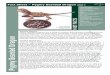 Fact Sheet – Pygmy Bearded Dragon - Dolittle Farmdolittlefarm.com.au/docs/pygmydragon.pdfFact Sheet – Pygmy Bearded Dragon SHEDDING: If Pygmy Beardeds are feeding on the correct