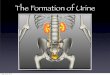 The Formation of Urine - WordPress.com...The Formation of Urine Urine formation occurs in nephron and involves 3 steps: 1. Filtration 2. Reabsorption 3. Secretion Each day kidneys