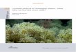 1028 Lophelia pertusa in Norwegian waters. What have we ... · Lophelia pertusa in Norwegian waters. What have we learned since 2008? – NINA Report 1028. 40 pp. This report was