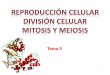 Mitosiscepa-gabecquer.centros.castillalamancha.es/sites/cepa... · 2020-01-22 · El ciclo celular está controlado por proteínas que funcionan de forma cíclica, que son: o Ciclinas