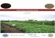 Haricot Bean Production Guide - Pulses · Haricot bean is grouped under the lowland pulses category. It is best adapted in areas with a warm temperature. Areas having mean air temperature
