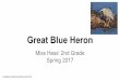 Great Blue Heron · 2017-06-13 · When the Great Blue Heron flies they tuck in their necks, their legs are behind them, and their wings are slow. Hunting great blue herons wade into