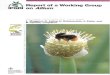 ii Report of a Working Group on - Bioversity International€¦ · Results of onion breeding and introduction in Bulgaria 21 Quality of Bulgarian onion varieties 21 Conclusion 22