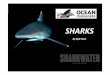 3rd Lesson - Sharks - Ocean Crusaders Lesson - Sharks.pdf · Before we look into these skills lets have a look at a diagram of a shark. Above is a diagram of what most sharks look