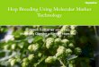 Hop Breeding Using Molecular Marker Technology - IBD Asia Pacific Convention …convention2016.ibdasiapac.com.au/wp-content/uploads/2016/... · 2016-05-17 · Hop Breeding Using Molecular