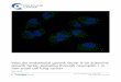 Vascular endothelial growth factor is an autocrine growth factor, signaling through ... · 2016-05-16 · RESEARCH Open Access Vascular endothelial growth factor is an autocrine growth