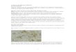 6 Cherts and siliceous sediments - University of Jordaneacademic.ju.edu.jo/bamireh/Material/Cherts and siliceous sediments.pdfSiliceous sediments rich in diatoms are called diatomites