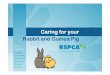 Caring for your Rabbit and Guinea Pig - RSPCA Vic · Guinea pigs and rabbits can live in a large hutch with a roof and warm places to hide and sleep. Rabbits can be taught to live