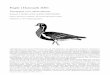 Fugle i Danmark 2001 - Dansk Ornitologisk Forening€¦ · Storkjoven, som satte rekord, hvilket formodenlig hænger sammen med forekomsten af orkaner og lavtrykspassager længere