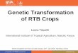 Genetic Transformation of RTB Crops · • RTB crops contribute currently to 14% of global food supply. • RTB crops are highly vulnerable to pests, diseases, and drought. • New