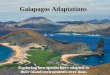 Galapagos Adaptations - Kyrene School DistrictGalapagos Animal Gallery •The paired photographs you will see depict similar animals of the same size. •Compare these images carefully