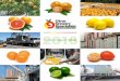 Annual Report 2018c1e39d912d21c91dce811d6da9929ae8.cdn.ilink247.com/ClientFiles/… · Citrus Growers’ Association of Southern Africa | Annual Report 2018 | 5 The topic uppermost