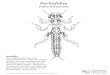 Perlodidae - Amazon Web Services · source: Larvae of the North American Caddisfly Genera; by Glenn B. Wiggins Hydropsychidae Common Net-Spinner Caddis Caddisflies May construct a