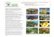 Growing Edible Arizona Forests, An Illustrated Guide ... · Nonnative edible trees have been introduced to Arizona from regions around the world. With sufficient water, many nonnative