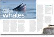 F h Auckland’s whales“Not many people know these whales exist,” says Dr Pritchard. “ ey’re beautiful creatures, big, gentle giants, and they’re in our backyard.” He’s
