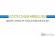 ACUTE CANINE HERBALISM - Dogs Naturally · 2018-11-16 · LESSON 1: BASICS OF A DOG’S DIGESTIVE SYSTEM. MODULE 6. MODULE 6 Upper GI Track Lower GI Track. MODULE 6. MODULE 6. MODULE