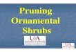 pruning shrubs MG - uaex.edu · When to prune flowering shrubs: ... Plants that flower on ‘old’ wood (flower buds are formed in the late summer/fall, carried through the winter,