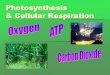 Photosynthesis & Cellular Respiration - Mrs. Roderickmrsroderick.com/review/Photosyncellularrespir.pdf · Photosynthesis & Cellular Respiration . What is Photosynthesis? ... Photosynthesis