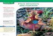 Chapter 23: Plant Structure and Function · contrast the structures and func-tions of parenchyma, collenchyma, and sclerenchyma. 606 PLANT STRUCTURE AND FUNCTION par-from the Greek