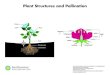 Plant Structures and Pollination · Plant Structures and Pollination HOW CAN ANIMALS USE THEIR SENSES TO COMMUNICATE? Plant Structures and Pollination Smithsonian Science for the