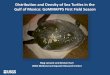 Distribution and Density of Sea Turtles in the Gulf of ... · distribution and abundance of sea turtles in the Gulf of Mexico to inform seasonally- and spatially-explicit density