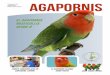 TOTAL 2012 12 CORREGIDA AECA-BVA 2012 12... · 2017-04-05 · La revista “AGAPORNIS” es una publicación de periodicidad bimestral de la Sociedad Belga de Criadores de Agapornis