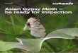 Asian Gypsy Moth – be ready for inspection · The Asian Gypsy Moth (AGM) is a forest pest which is known to spread via ocean-going vessels in international trade. Attracted to bright