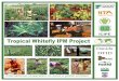 Tropical Whitefl y IPM Projecttropicalwhiteflyipmproject.cgiar.org/docs/docs/... · the development of effective IPM approaches essential. ... high-yielding, whitefl y-resistant A
