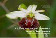 Agli amici che restano - Lunamlunam.it/assets/images/le Orchidee spontanee della Sardegna.pdf · dalle liliacee. Filogeneticamente fra le piante più evolute, sono diffuse in tutto
