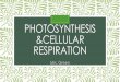 Photosynthesis &Cellular Respiration Cellular Respiration Activity •Students will compare and contrast photosynthesis and cellular respiration by filling in the missing information