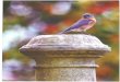 Wonderful West Virginia Magazine...Peterson Field Guide to Birds of North America is a tried and true source for birders country-wide. WANDERING WATER BIRDS AND WARBLERS Every birder's