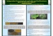 Independent Assortment of seed color and leaf hairiness ... · Independent Assortment of seed color and leaf hairiness genes in Brassica rapa L. Mukhlesur Rahman Department of Plant