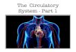 U4L14 - Circulatory System 1 - WordPress.com · Circulatory System When it reaches cells, blood can exchange respiratory gases, nutrients and waste capillary blood cells interstitial