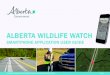 alberta WIlDlIFe Watch · Once the Alberta Wildlife Watch application is installed on your smartphone, simply accept the notification request to update to the newest application version