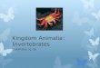 Kingdom Animalia: Invertebrates · Subphylum Chelicerata Subphylum Crustacea. Subphylum Myriapoda Subphylum Hexapoda Class Insecta. ECHINODERMS Phylum Echinodermata First deuterostomes