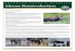 Moose Reintroduction Fact Sheet - Colorado Parks and Wildlife · 2014-04-14 · While the moose population in other states has declined, Colorado’s moose population continues to