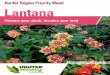 Hunter Region Priority Weed Lantana · 2020-05-07 · of the Hunter region. • All parts of Lantana are poisonous to animals and humans if eaten. Lantana can cause vomiting, diarrhoea,