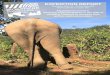 EXPEDITION REPORT...the elephant is a highly revered species. Captive elephants have been part of Thai culture for hundreds of years, both as work animals and sacred beings. After