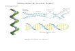Nucleotides & Nucleic Acids - Chemistrychemistry.creighton.edu/~jksoukup/lec24part2STUD.pdfNucleotides & Nucleic Acids Biosynthesis and Degradation Biosynthesis: De novo pathways -